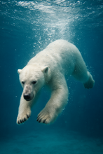 Load image into Gallery viewer, Polar Plunge Artisian Soap