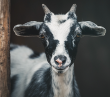 Load image into Gallery viewer, Unfor&quot;goat&quot;able
